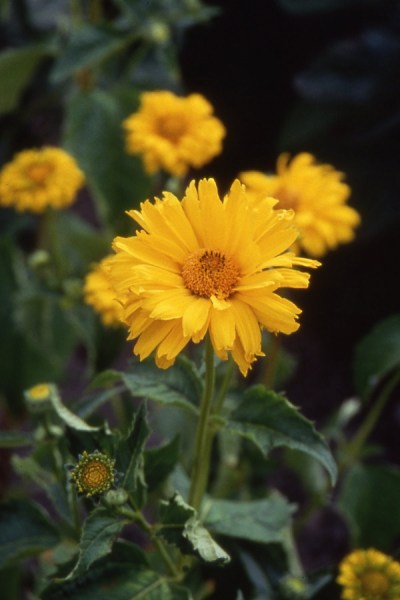 Coreopsis lanceolata sunburst 600x6002